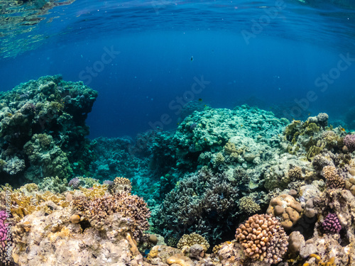 Colorful underwater view of coral reef in Red sea