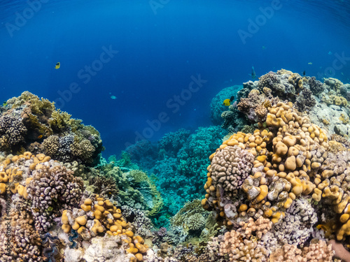Wonderful underwater life in coral reef of Red sea