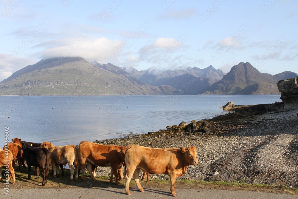 Obraz premium Cattle roaming the beach car park at Elgol, Loch Scavaig and the Black Cuillin Mountains as a backdrop, Isle of Skye, Inner Hebrides, Scotland, UK.