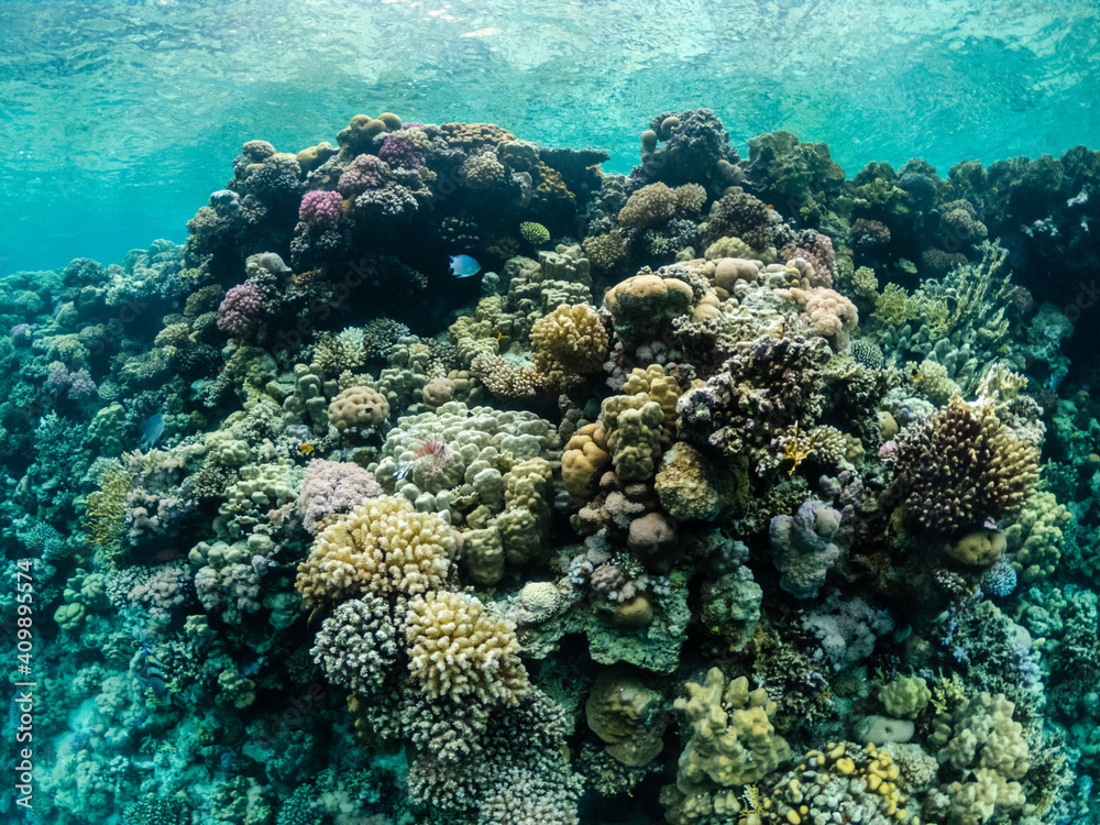 Naklejka premium Amazing underwater life in colorful coral reef of Red sea