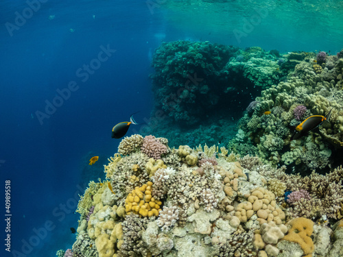 Amazing underwater life in colorful coral reef of Red sea