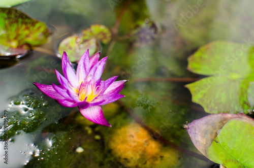 Pink Lotus flower or waterlily in water pool with green leaves and blurred background