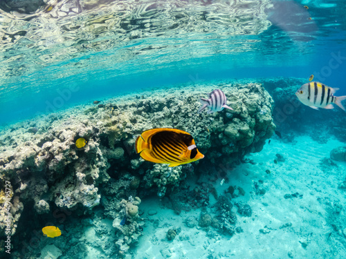 Amazing exotic yellow fishes in coral reef of Red sea