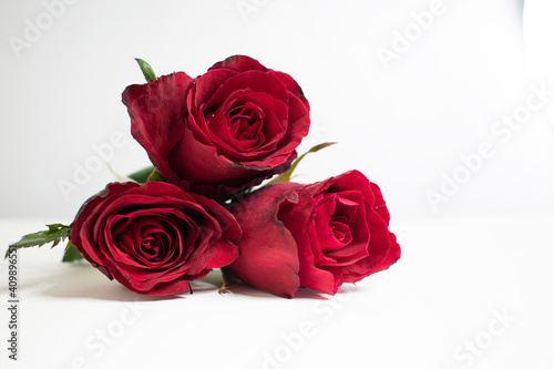 Red rose on a white background. A beautiful romantic flower  a symbol of love. Space for your text