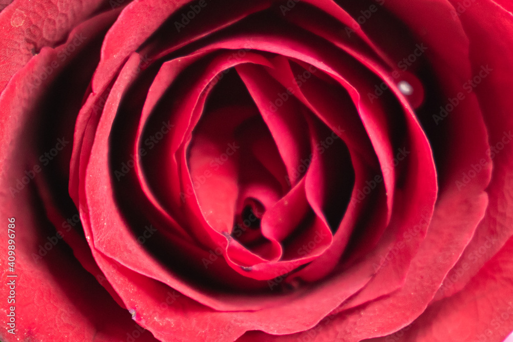 Red rose on a white background. A beautiful romantic flower, a symbol of love. Space for your text Red rose on a white background. A beautiful romantic flower, a symbol of love. Space for your text