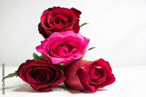 Red rose on a white background. A beautiful romantic flower  a symbol of love. Space for your text