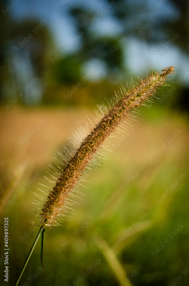 Grass flowers on mountain warm color tone during mid day. Blurred background for wallpaper and nature concepts Grass flowers on mountain warm color tone during mid day. Blurred background for wallpaper and nature concepts