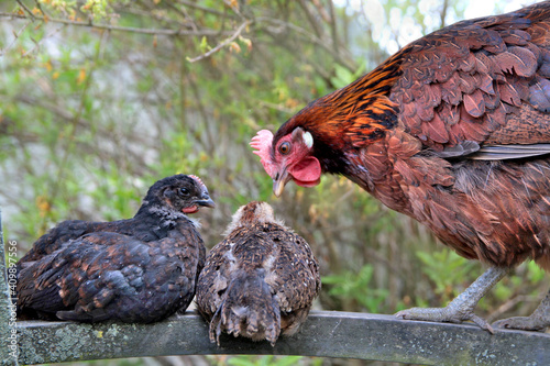 A hen during a private conversation with her chickens on a chair in the garden. Breed Vlaska. Domestic, free range welfare breeding. Natural poultry farming in the garden. Funny hen.  photo