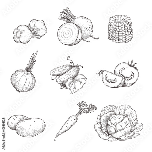 Hand drawn sketch style vegetables set. Garlic, beet, corn, onion, cucumber, tomato, potato, carrot and cabbage. Eco farm fresh products. Vector illustrations.