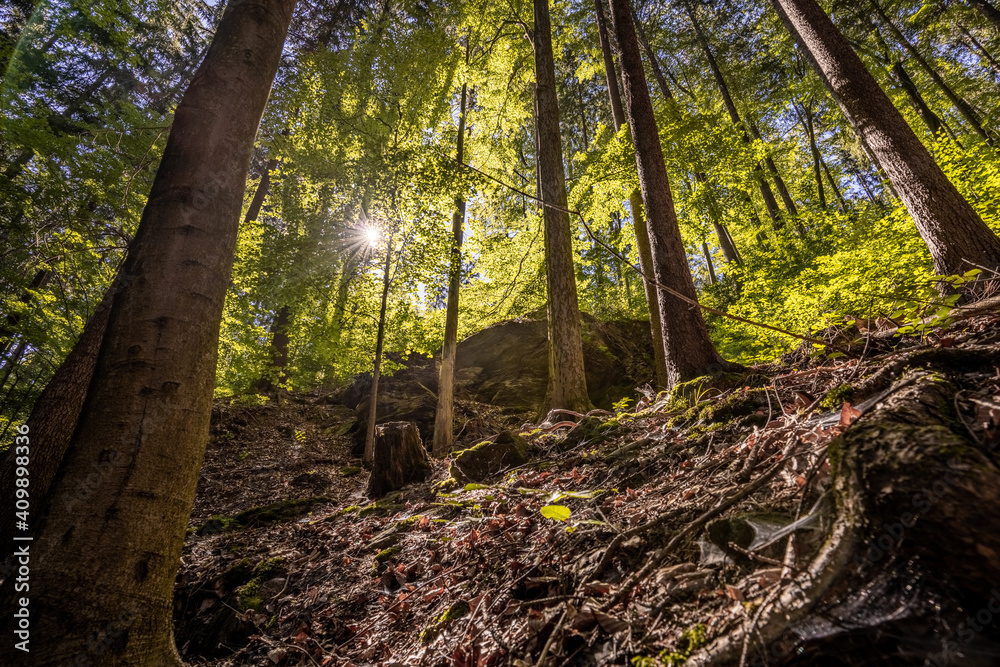 Obraz premium tree in the woods