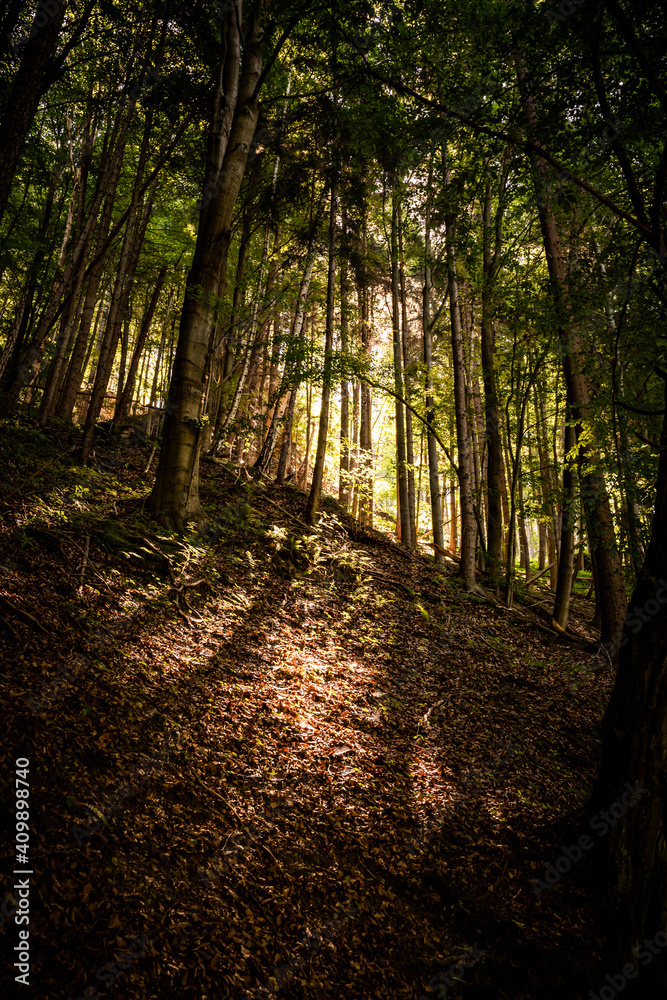 Obraz premium sunset in the forest