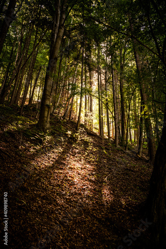 sunset in the forest