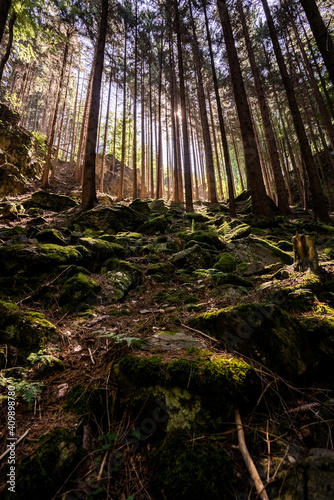 forest in the morning