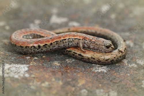Closeup shot of a California slender salamander between blurry background