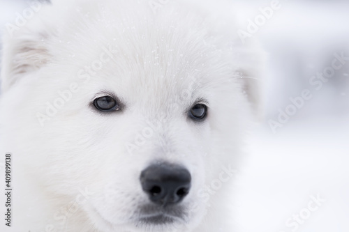 white swiss shepherd dog in snow