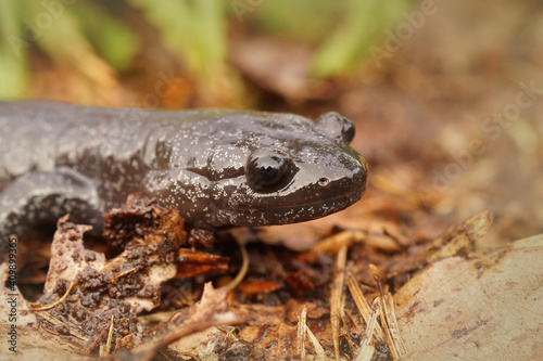 Closeup shot of blackbelly salamander on the forest ground photo