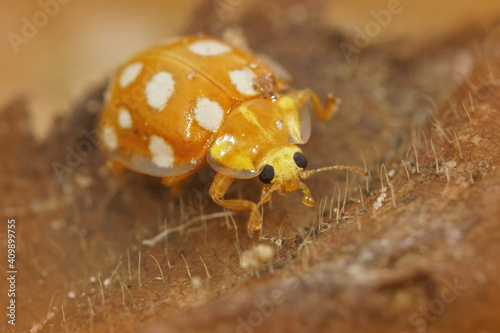 Closeup shot of orange lady beetle photo