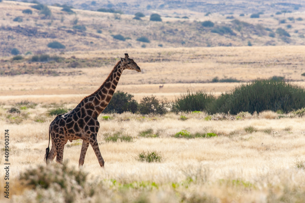 Fototapeta premium Giraffe - Damaraland - Namibia