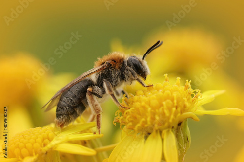 Canvas Print Macro shot of a mining bee on a yellow ragwort flower