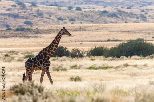 Giraffe - Damaraland - Namibia photo