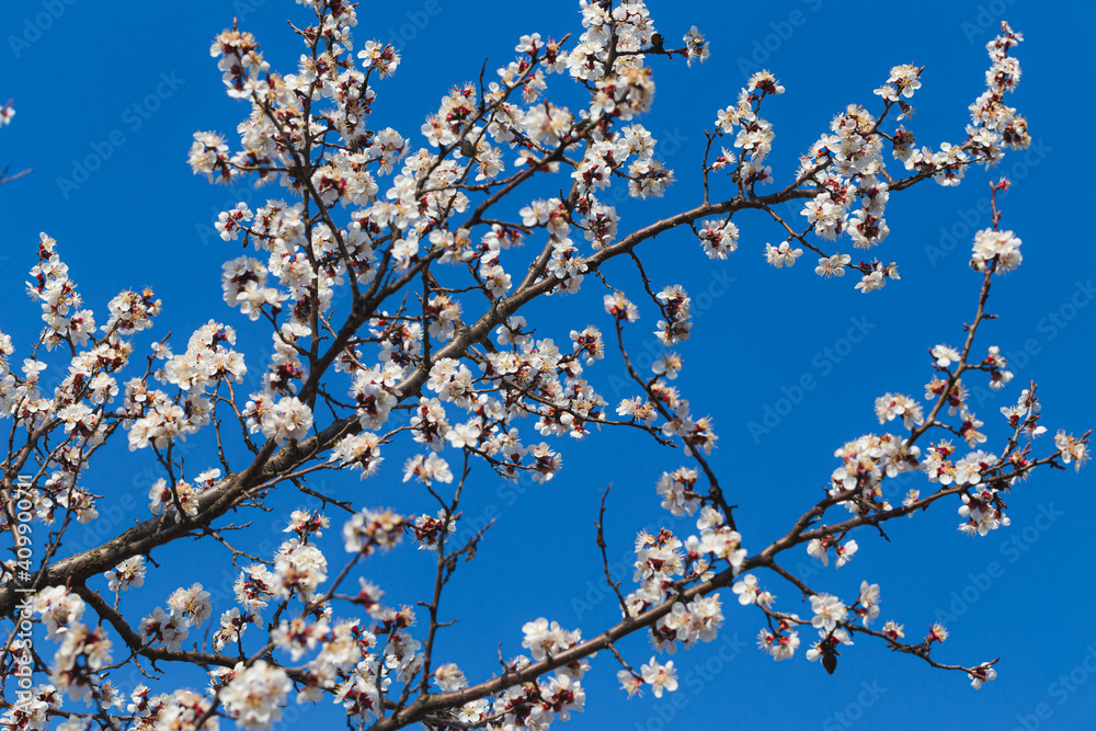 Blooming tree branch close up against vivid blue sky in a sunny day. Spring nature concept. Selective focus