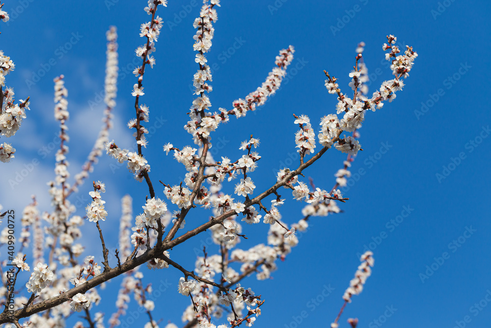 Blooming tree branch close up against vivid blue sky in a sunny day. Spring nature concept. Selective focus