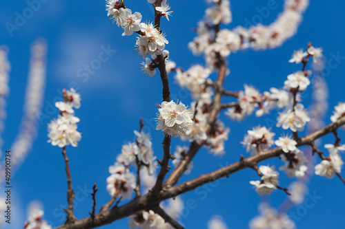 Blooming tree branch close up against vivid blue sky in a sunny day. Spring nature concept. Selective focus