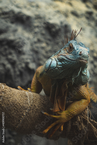 iguana on a tree in Ueno, Japan