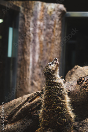 meerka lookin upwardt on guard in Ueno, Japan