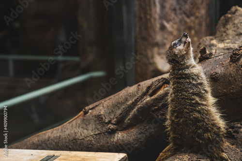 meerka lookin upwardt on guard in Ueno, Japan