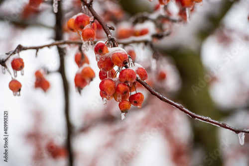 Eingefrorene Früchte am Baum im Winter und Eiszapfen