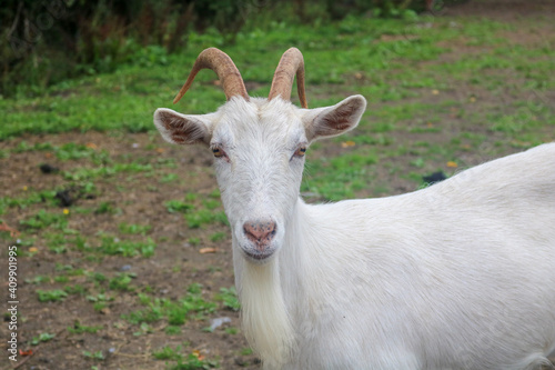 Irish Goats