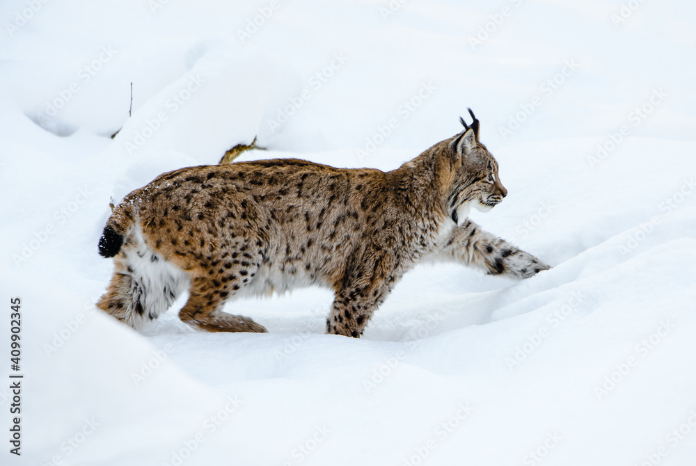 Obraz premium Eurasian Lynx - Lynx lynx, portrait of beautiful shy cat from European forests, Switzerland.