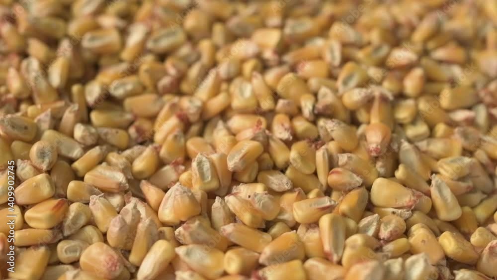 Corn seed kernels falling on heap on rotating stand, selective focus Corn seed kernels falling on heap on rotating stand, selective focus