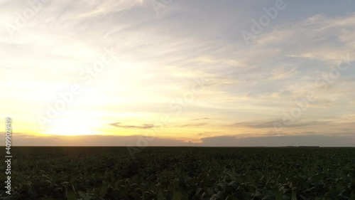 Wallpaper Mural Agribusiness - Beautiful aerial image of soybean and cotton crops, small soybean leaves, details of soybean leaves, crops with sunset in the background, Torontodigital.ca