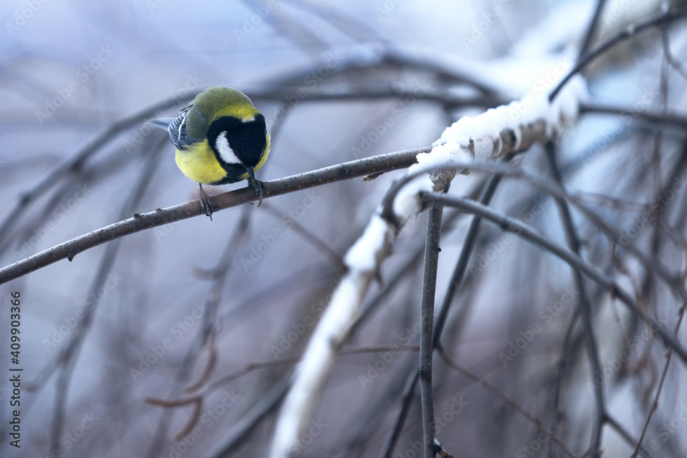 Fototapeta premium A chickadee sits on a tree, its claws hooked on a branch. Copy space.