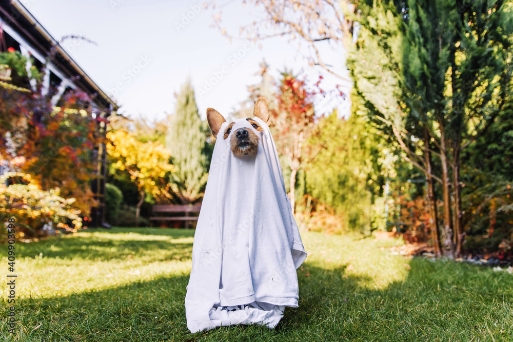 Black small dog mutt in ghost costume for Halloween. 
Mały pies kundelek w stroju ducha na Halloween. - obrazy, fototapety, plakaty 