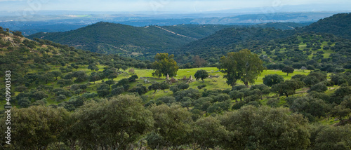 Olive picking in the olive groves of Sierra Morena  Jaen  Andalucia  Spain  Europe