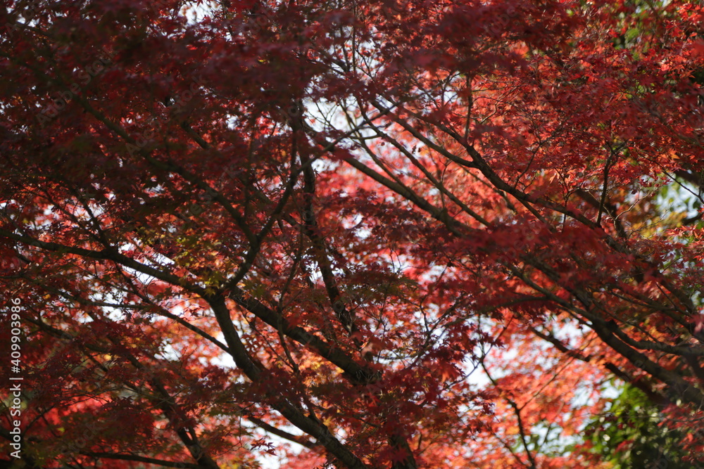 Autumn Colors Japan, Red japanese maple leaves background Autumn Colors Japan, Red japanese maple leaves background
