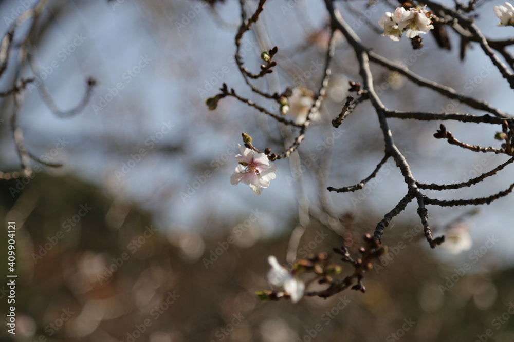 Autumn Colors Japan, single sakura flower during fall season Autumn Colors Japan, single sakura flower during fall season