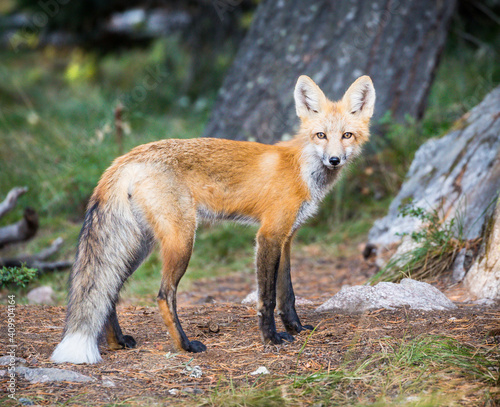red fox vulpes © DJSDO