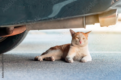 Photos A street stray cat sit back to resting and looking something near exhaust pipe under a parked car in urban