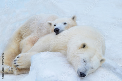 polar bear in the snow