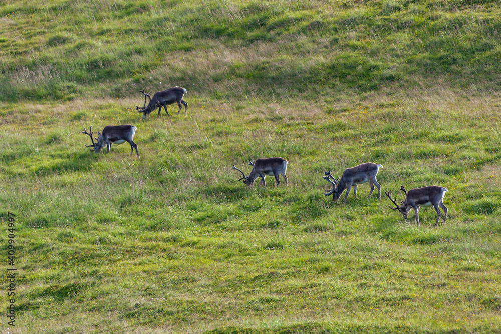 Naklejka premium Herd of reindeers are grazed in the polar tundra, Finnmark, Northern Norway