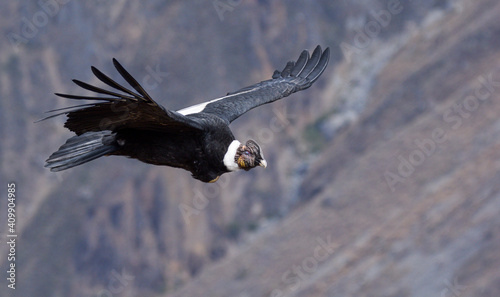 Photos Male andean condor in colca canyon, Peru