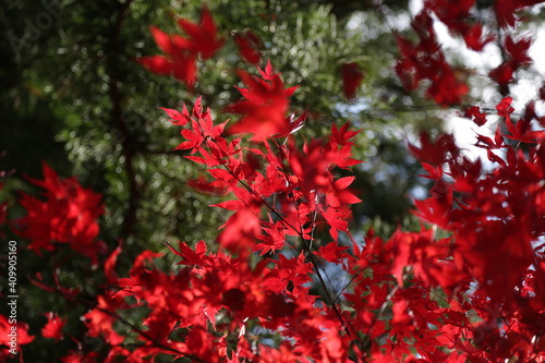 Autumn Colors Japan  Red japanese maple leaves background