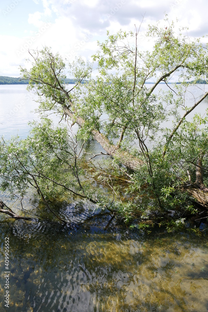 umgefallener Baum im Wasser am Tollenseesee in Neubrandenburg