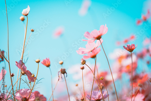 flowers in the meadow