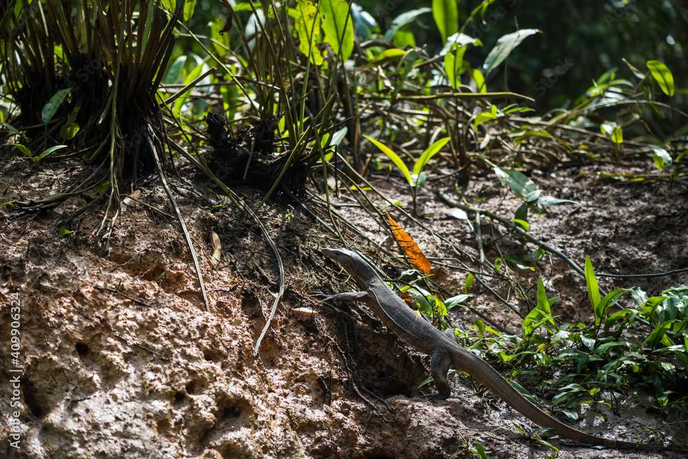 Asian water monitor lizard in wild forest Asian water monitor lizard in wild forest