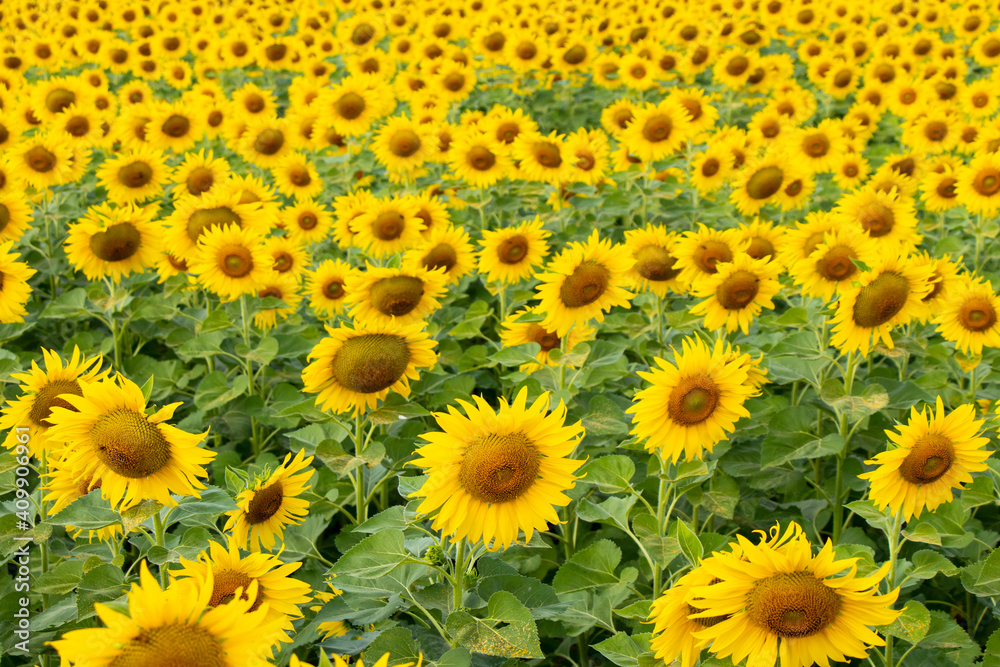 Beautiful yellow color sunflower in the agriculture farm background Beautiful yellow color sunflower in the agriculture farm background